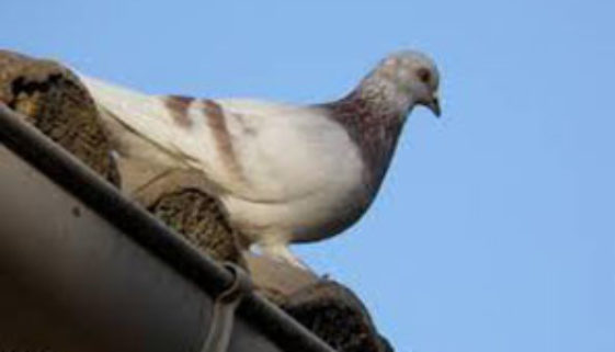 new_pigeons-bezons_small